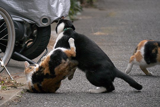 街のねこたち