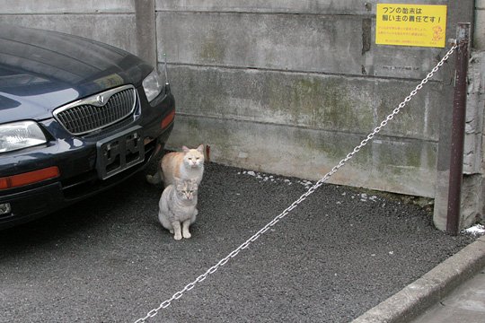 街のねこたち