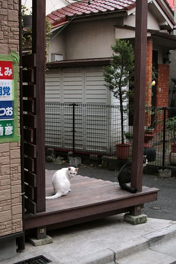 街のねこたち