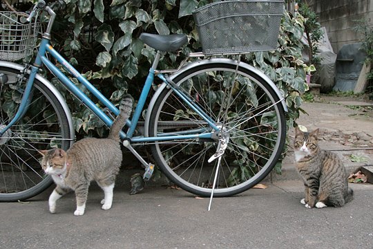 街のねこたち