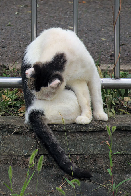 街のねこたち
