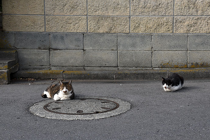 街のねこたち