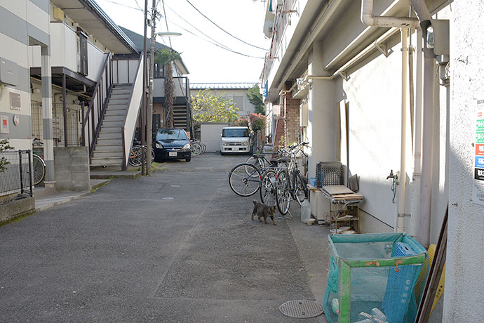 街のねこたち