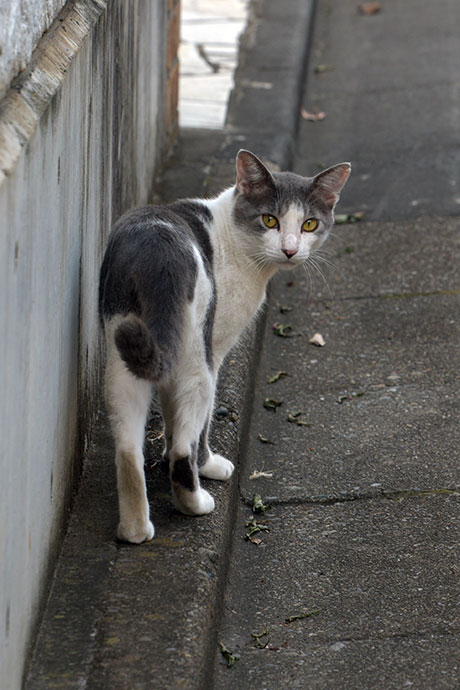 街のねこたち