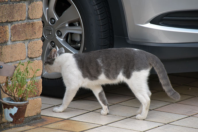 街のねこたち
