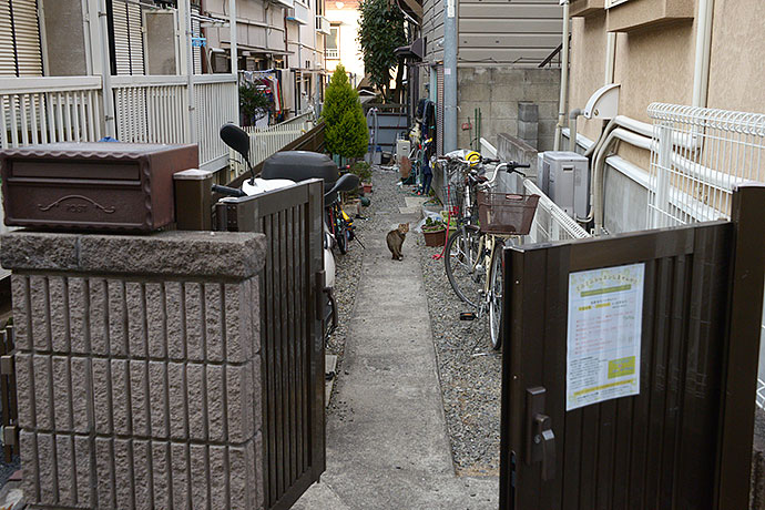 街のねこたち