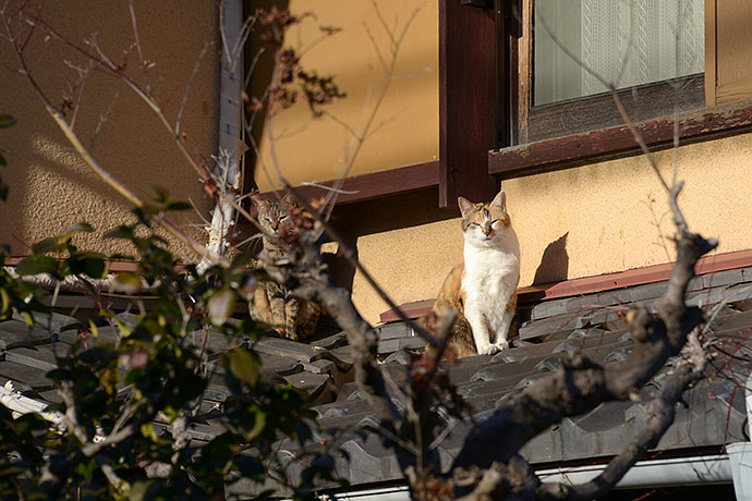 街のねこたち