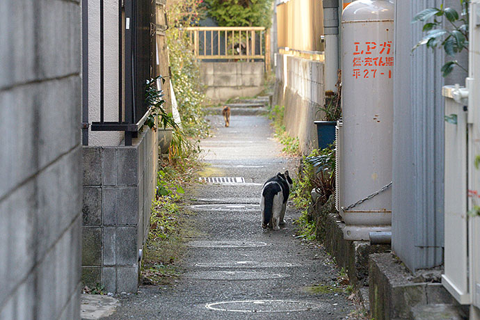 街のねこたち