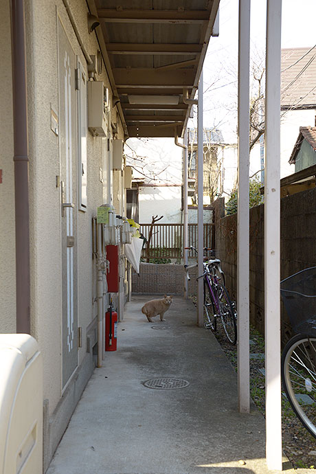 街のねこたち