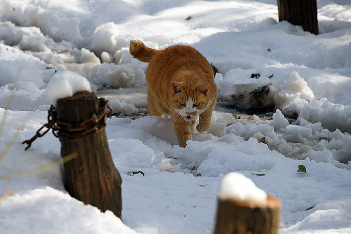 街のねこたち