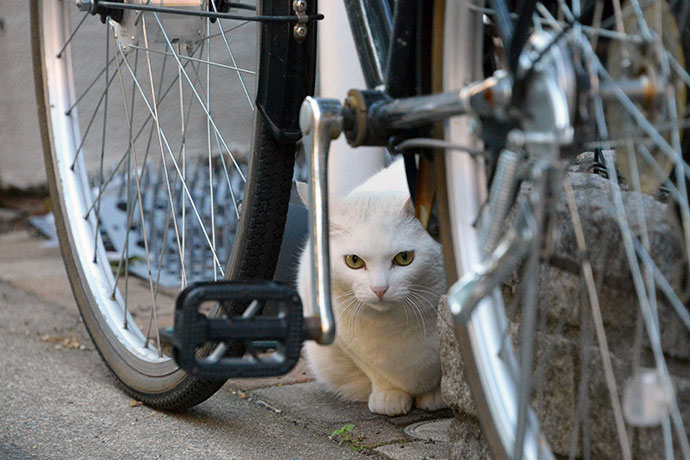 街のねこたち