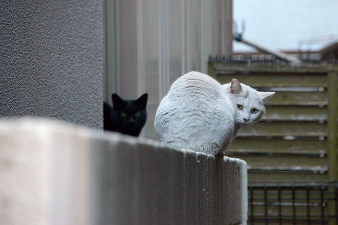 街のねこたち