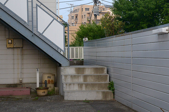 街のねこたち