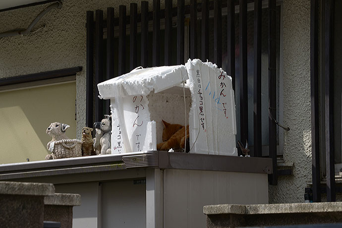 街のねこたち
