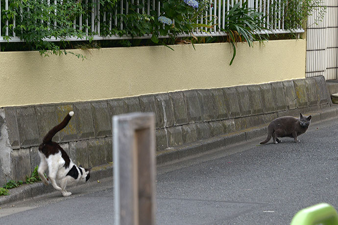 街のねこたち