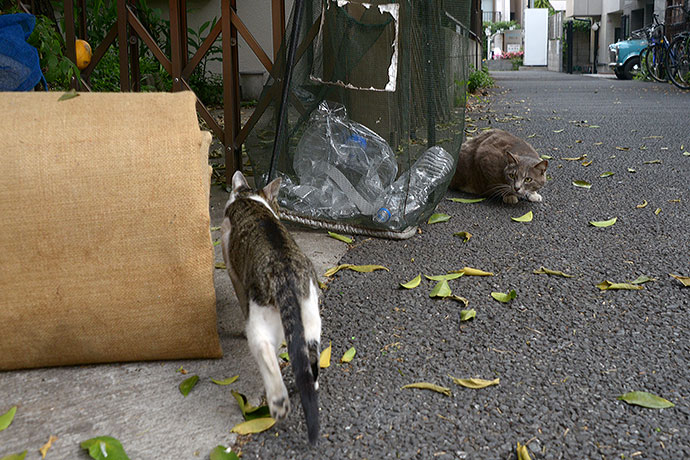 街のねこたち