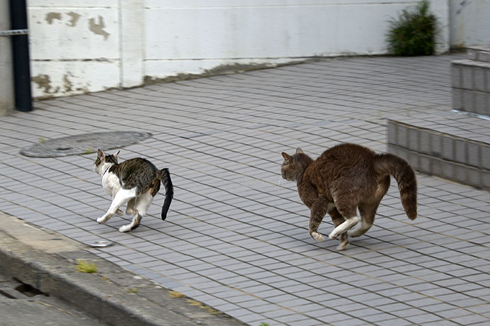 街のねこたち