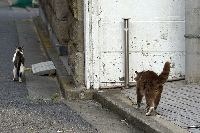 街のねこたち