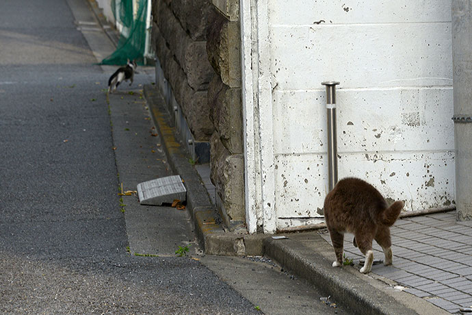 街のねこたち