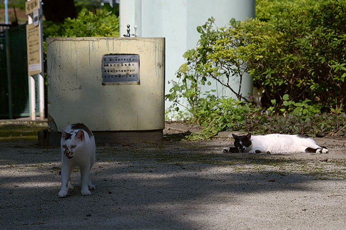 街のねこたち