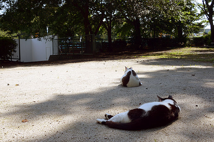街のねこたち