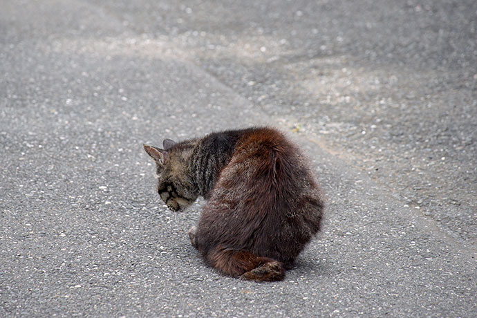 街のねこたち