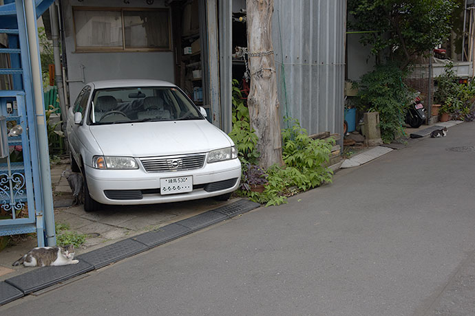 街のねこたち