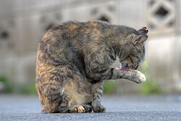 街のねこたち