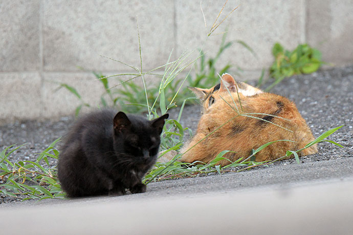 街のねこたち