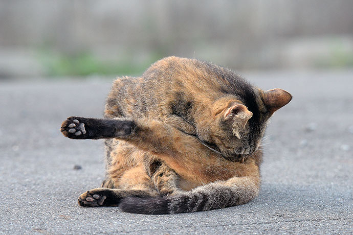 街のねこたち