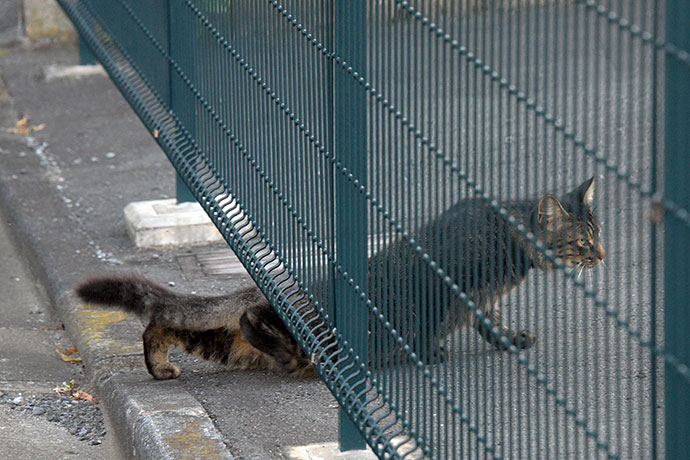 街のねこたち