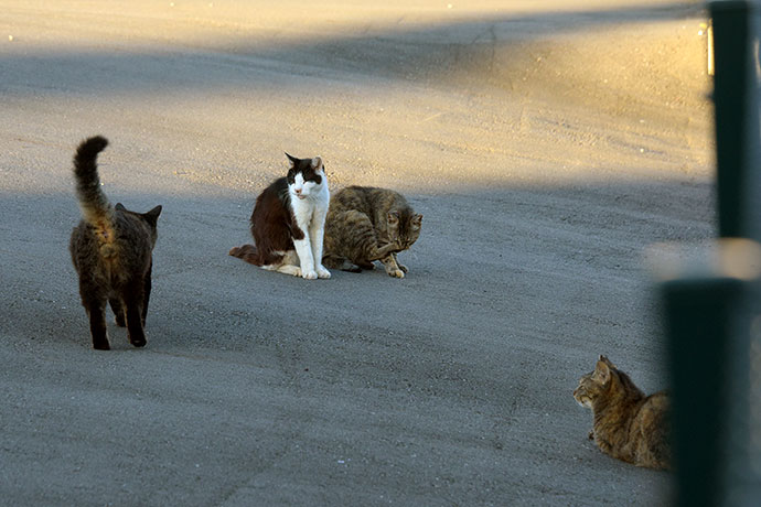 街のねこたち