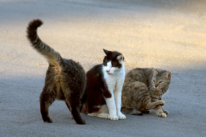 街のねこたち