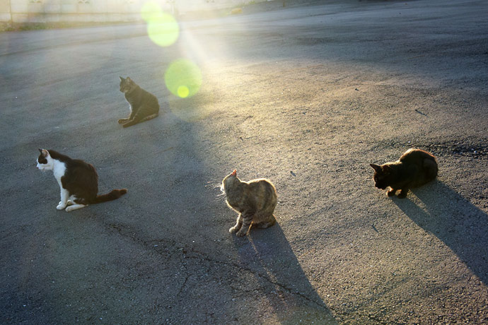 街のねこたち