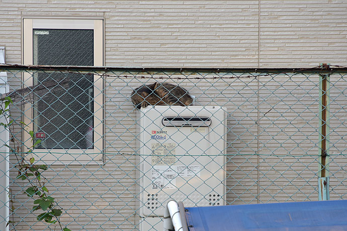 街のねこたち