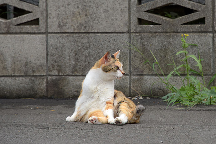 街のねこたち