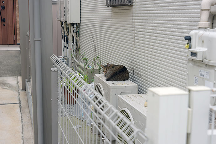 街のねこたち