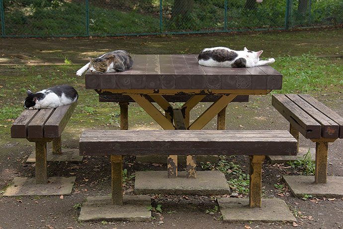 街のねこたち