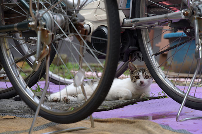 街のねこたち