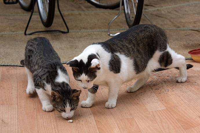 街のねこたち