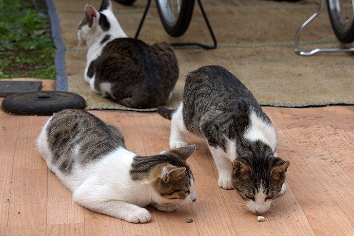 街のねこたち