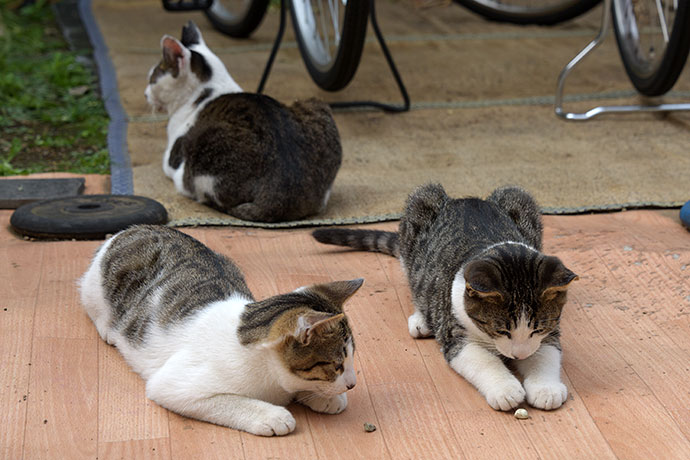 街のねこたち