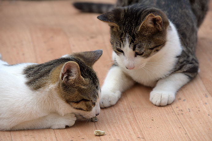 街のねこたち