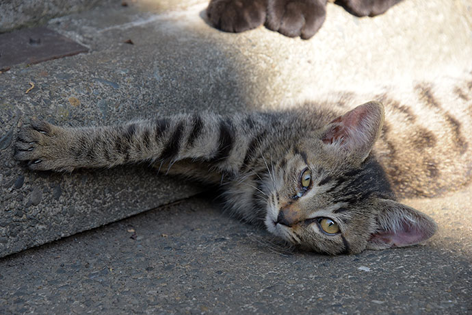 街のねこたち