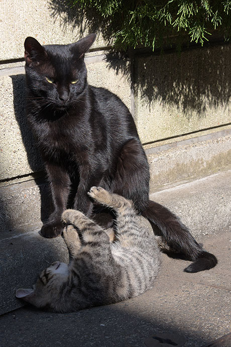 街のねこたち