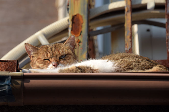 街のねこたち