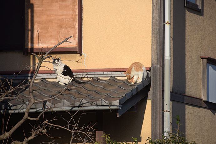 街のねこたち