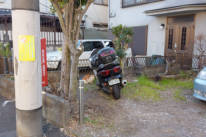 街のねこたち
