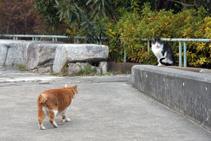 街のねこたち