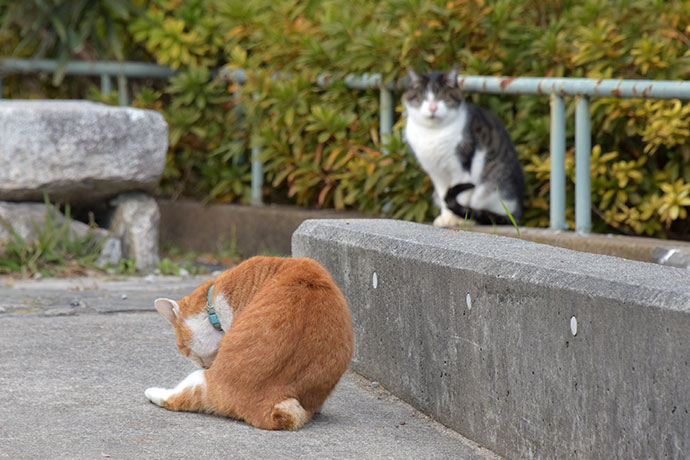 街のねこたち
